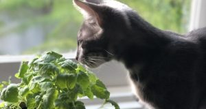 Cat Nip for Your Cats
