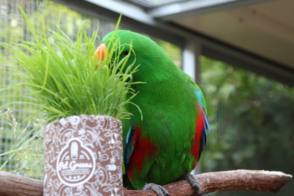 Fresh vitamins and minerals for your birds
